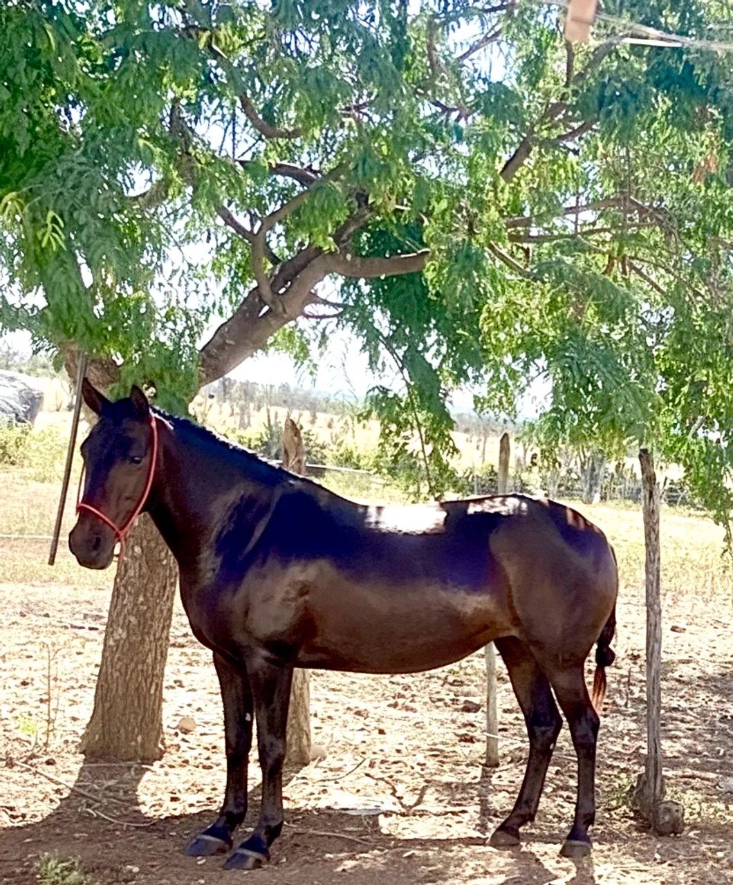 Égua Quarto Milha - Foto 2