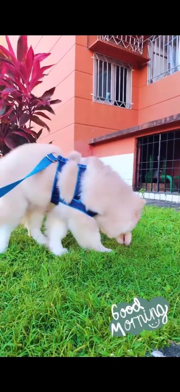 Husky macho  - Foto 2