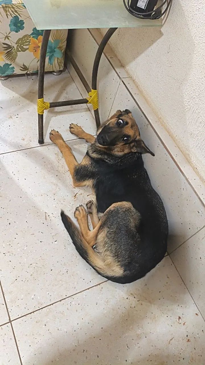 Cachorros pastor alemão  - Foto 3