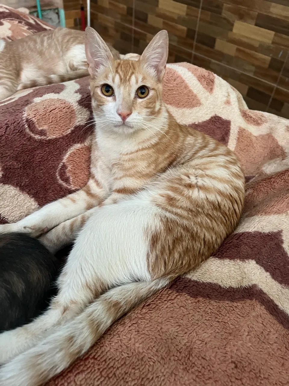 Gatos para adoção  - Foto 2
