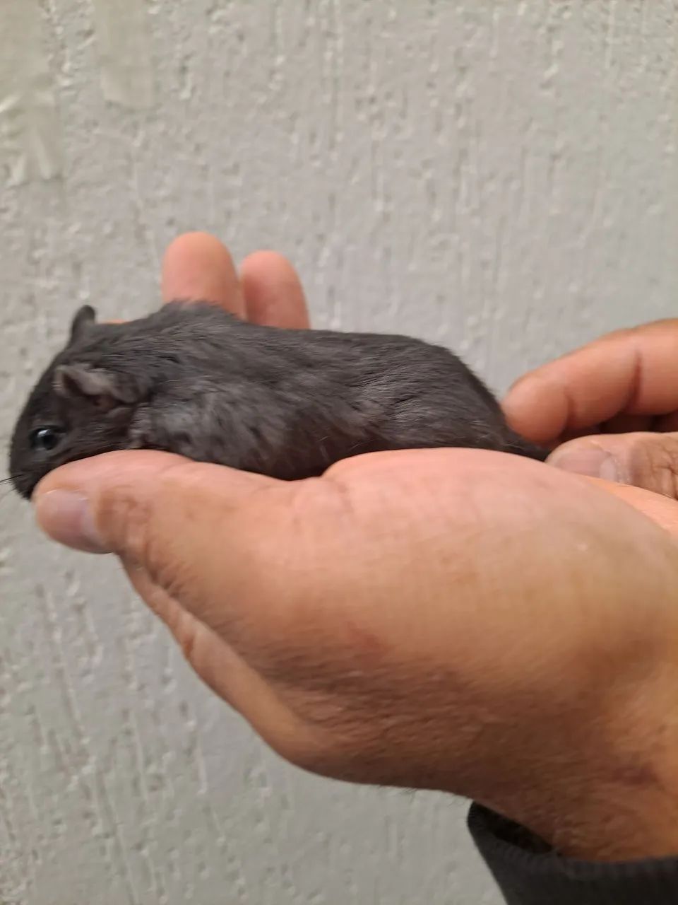 Esquilo da Mongólia Gerbil Black - Foto 4