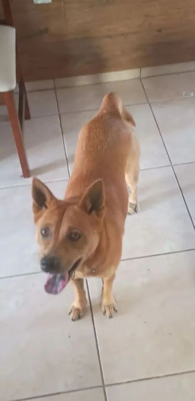Doa-se Cachorrinha ! - Foto 3
