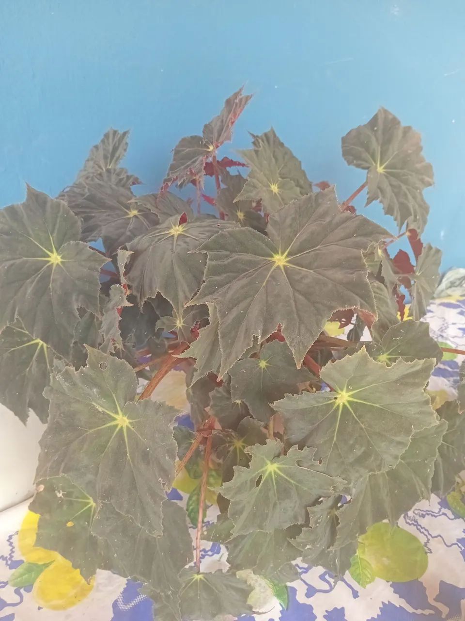 Plantas  - Foto 3