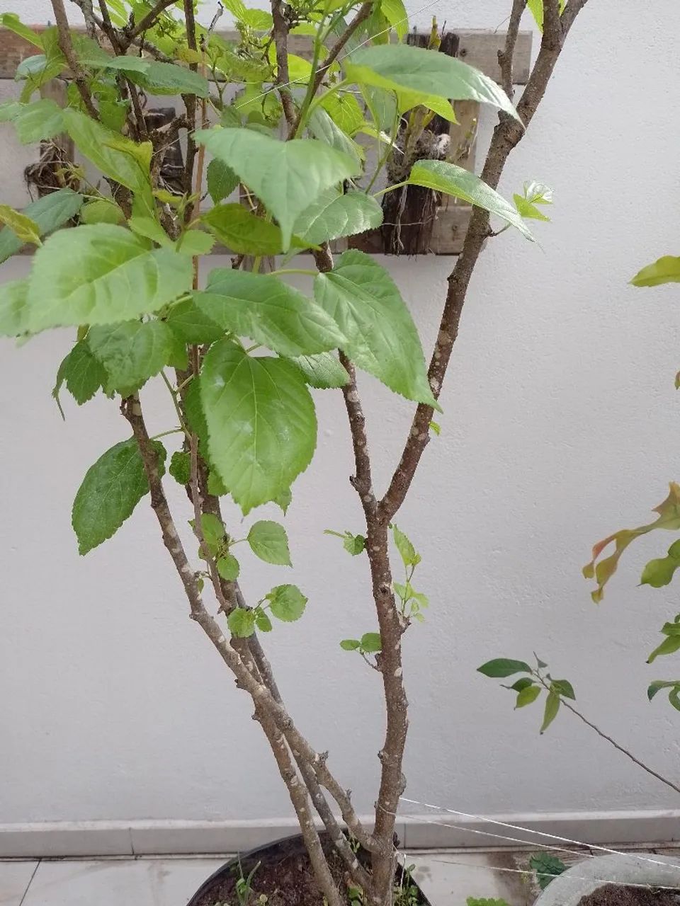 Planta frutífera  - Foto 3