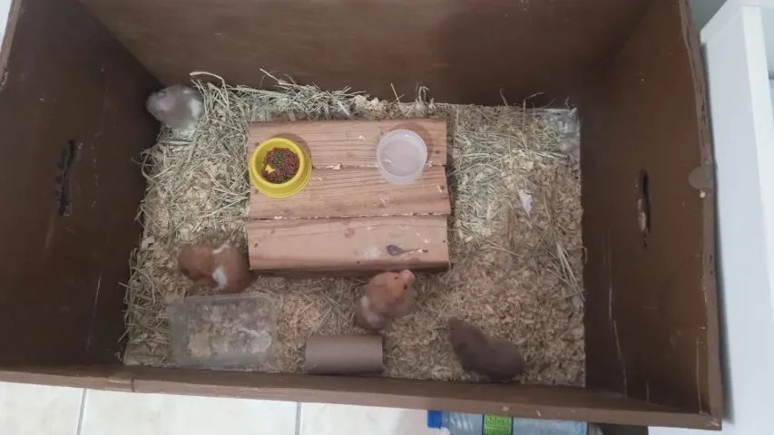 hamster sirio - Foto 3