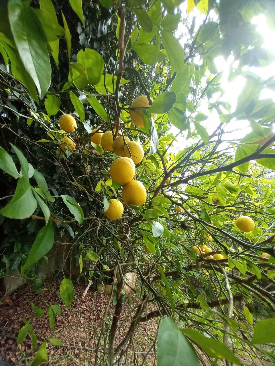 Chácara em Rio Branco do Sul  - Foto 4