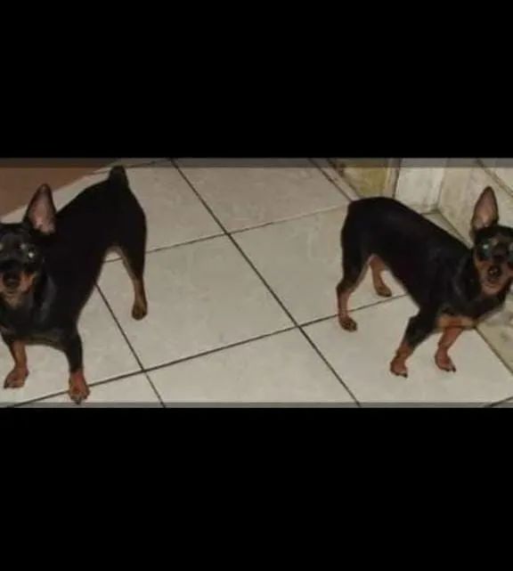 Vendo um casal de pinscher