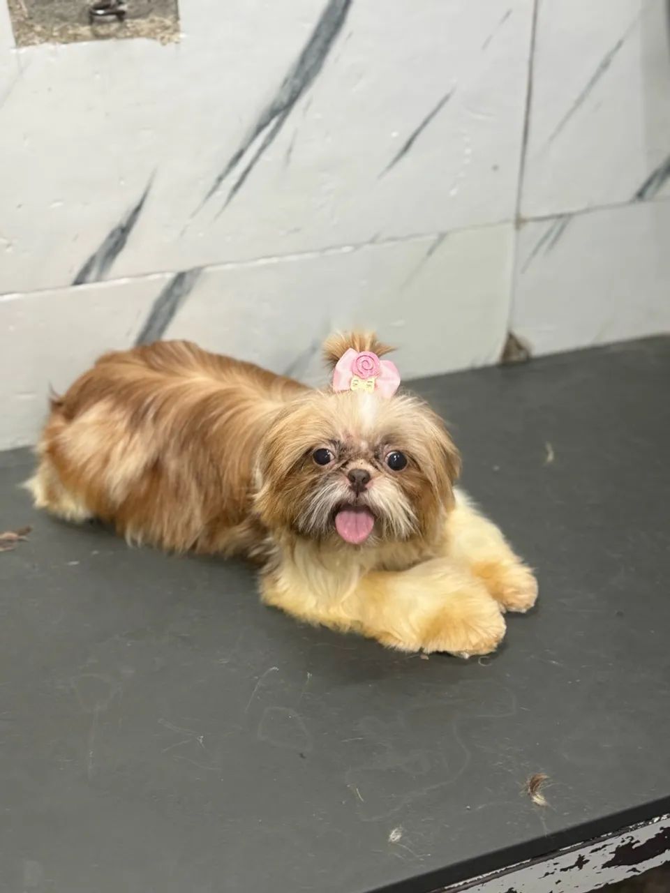 Shihtzu fêmea e macho  - Foto 3