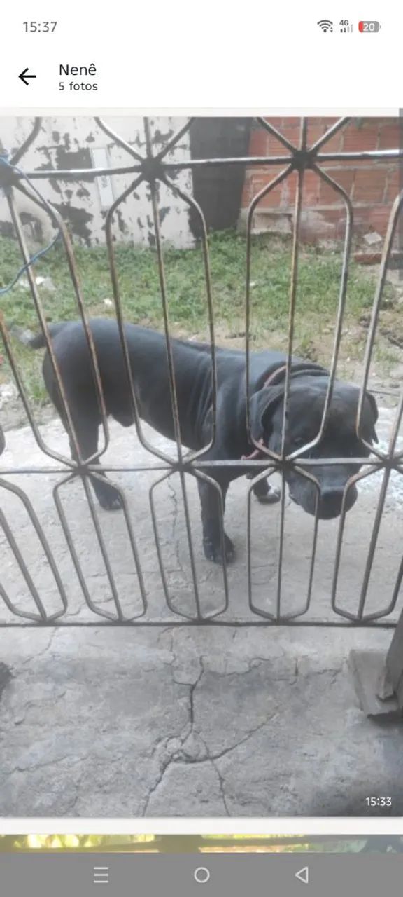 Filhotes de Pitbull  - Foto 2