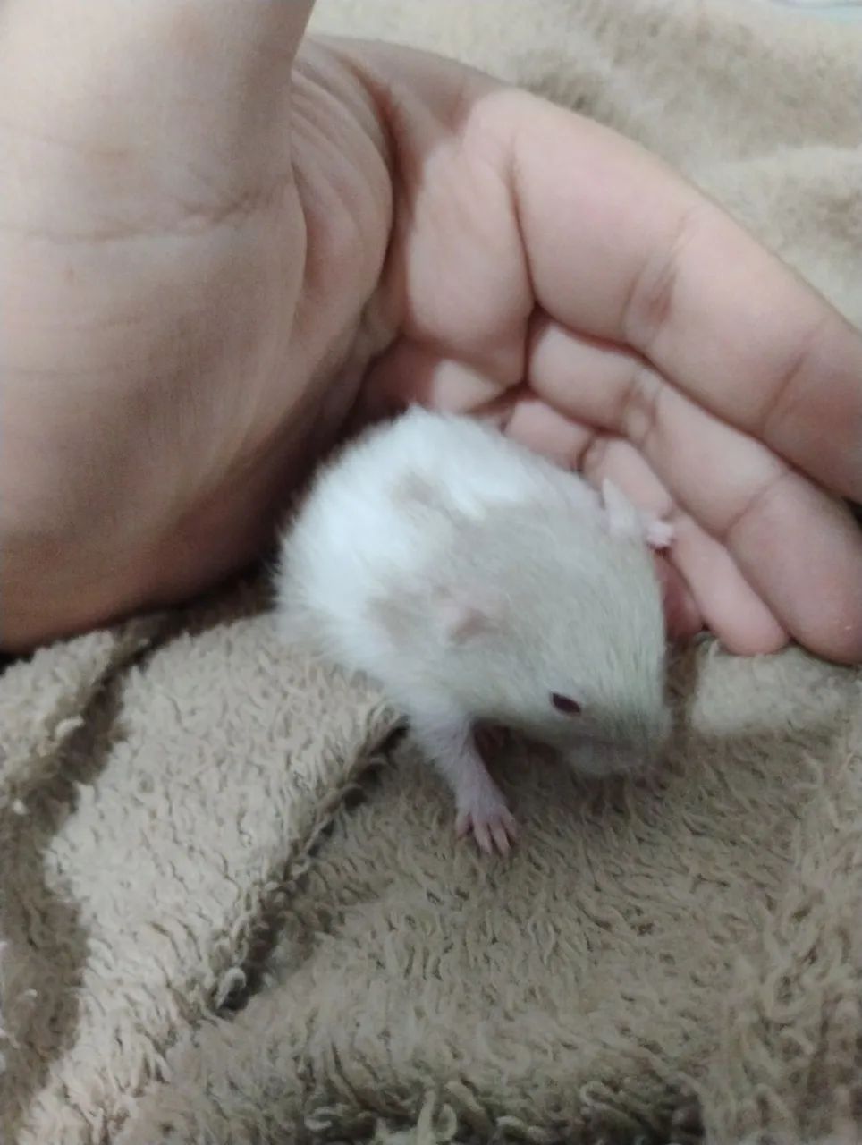 Hamster sírio 