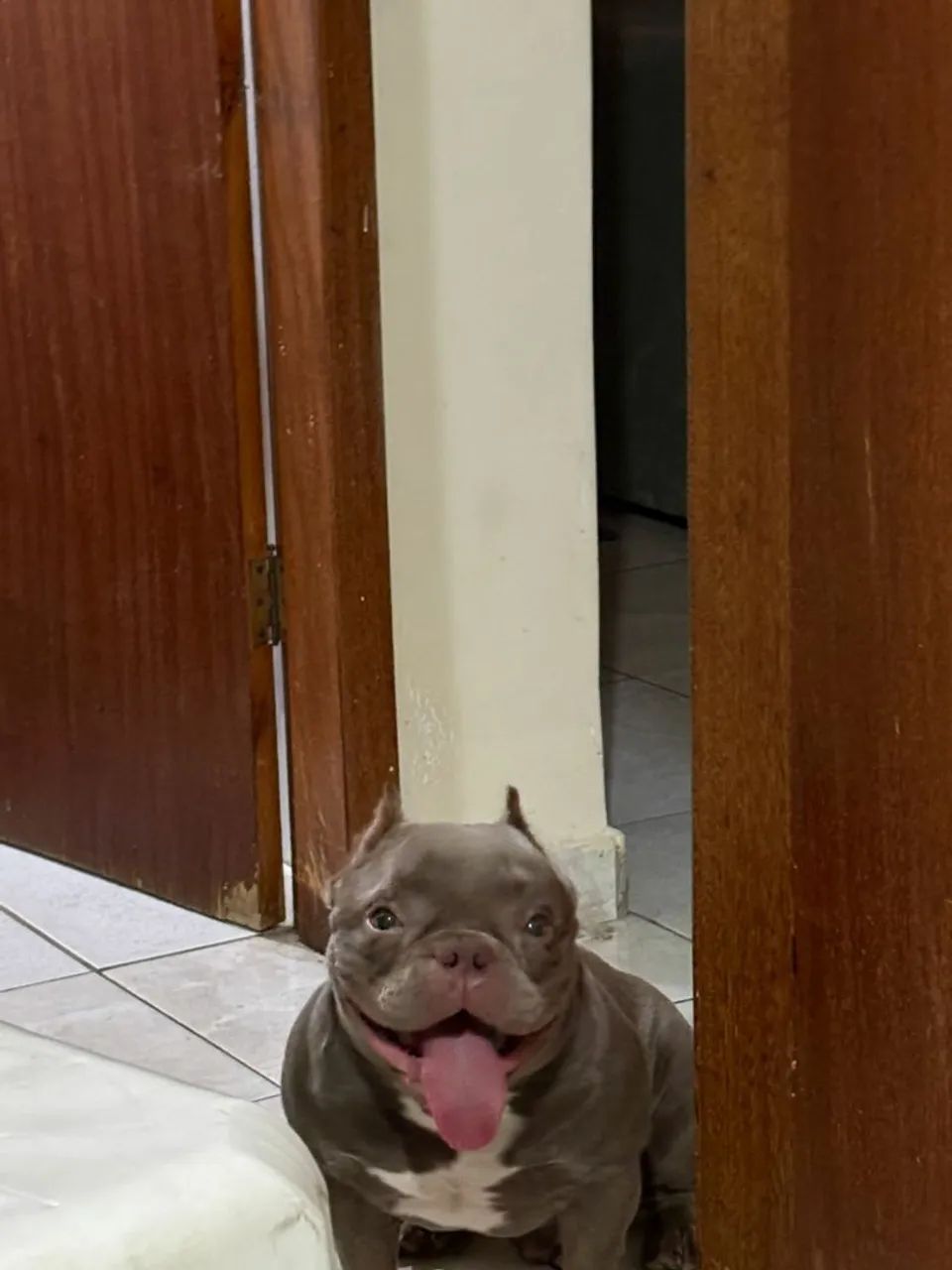 American bully Micro - Foto 5