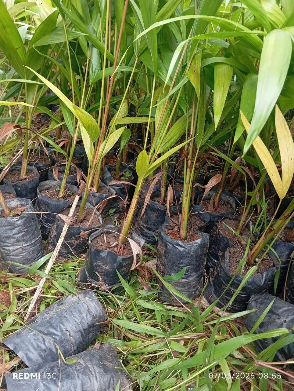 Mudas de açaí BRS paidegua  6.000 a muda  - Foto 2