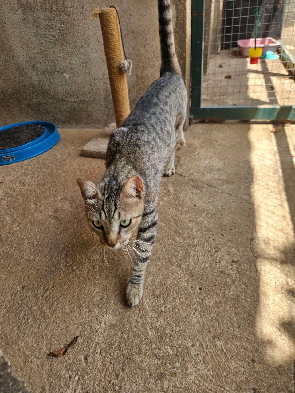 Doação Gata - Foto 2