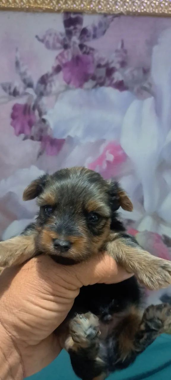 Cachorros  - Foto 2
