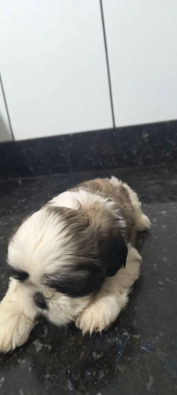Filhotes de Shih tzu macho em Uberaba  - Foto 2