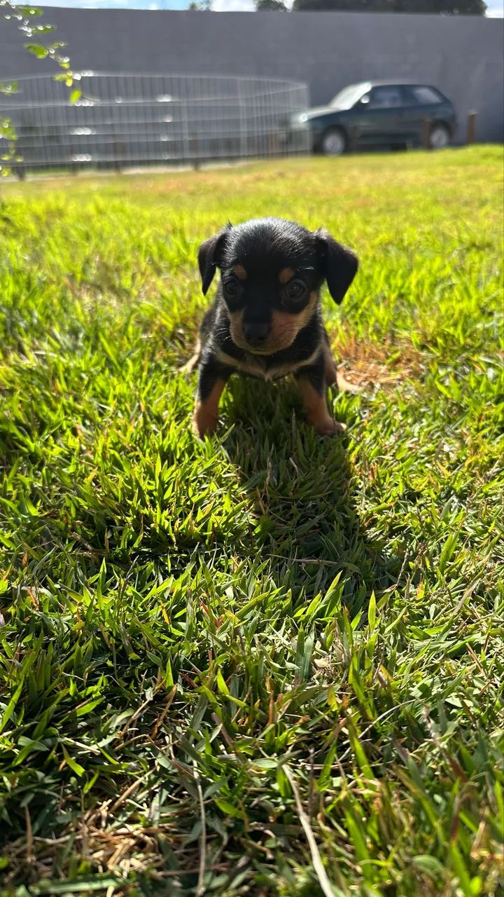 Pinscher 0 machos e fêmeas - Foto 6
