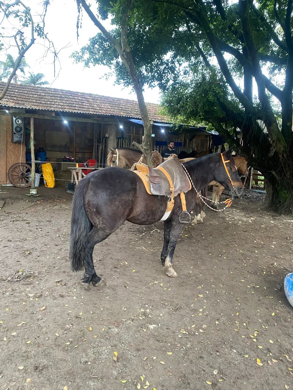 Vendo cavalo de laço  - Foto 3