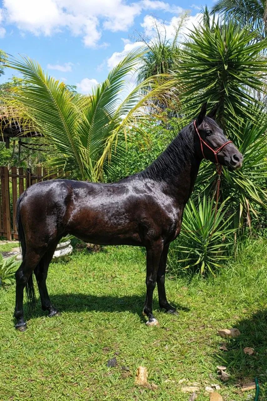 Cavalo Mangalarga 