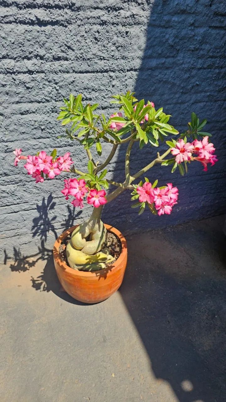 Rosa do Deserto - Foto 4