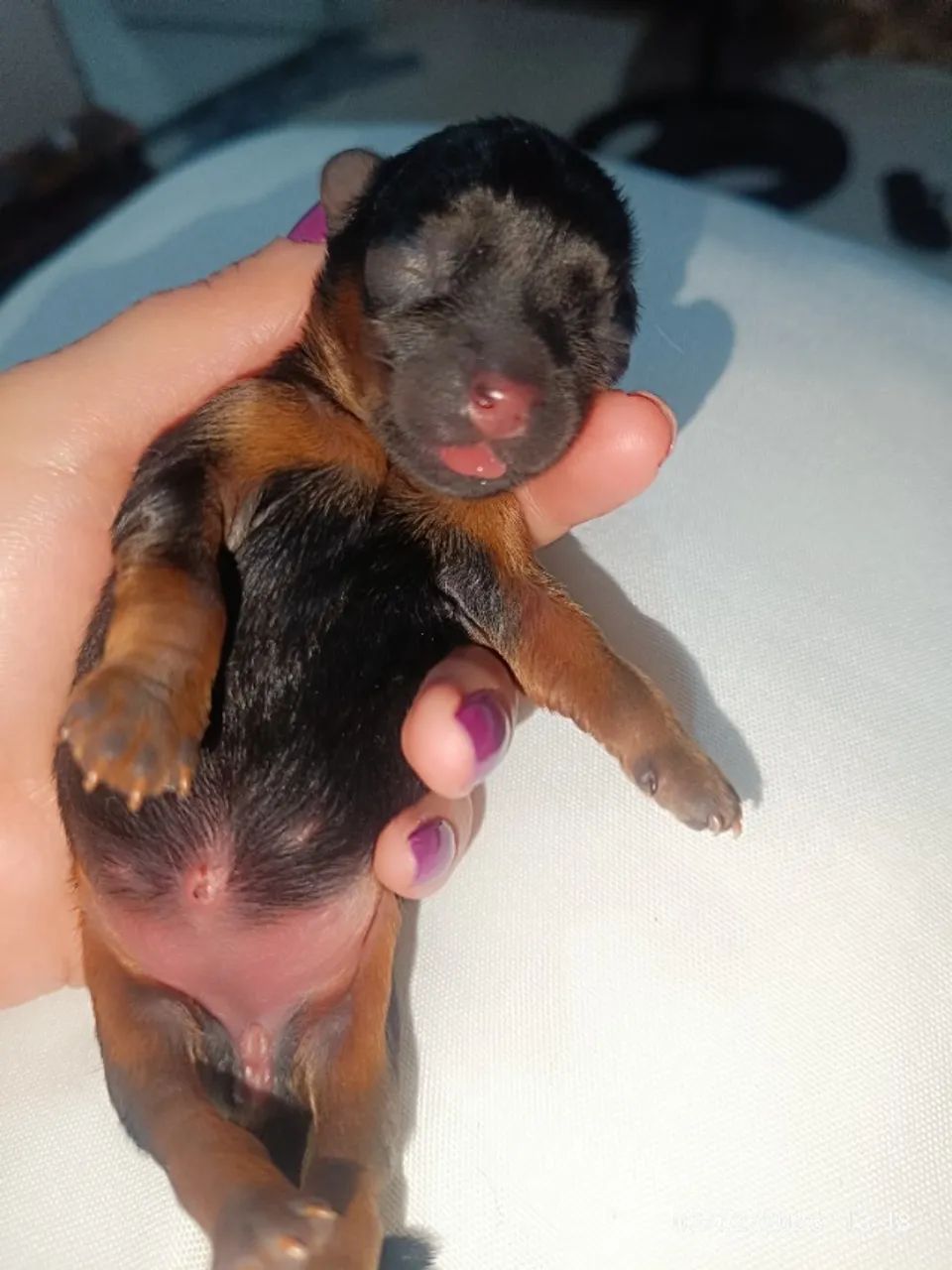 Yorkshires recém nascidos - Foto 4