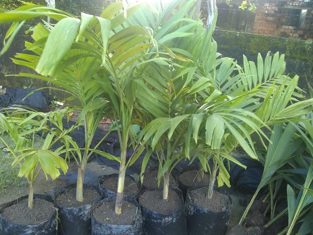 Plantações - Foto 5