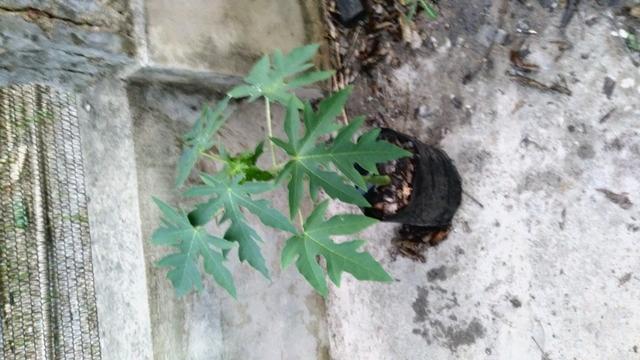 Mudas de Mamão Formosa