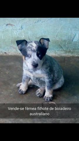 Vende-se Filhotes de boiadeiro australiano - Foto 6