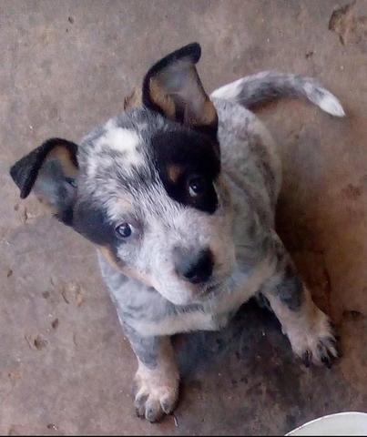 Vende-se Filhotes de boiadeiro australiano - Foto 4