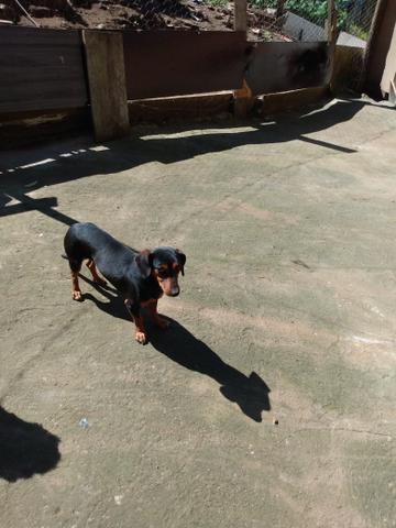 Vendo cachorra Basset !