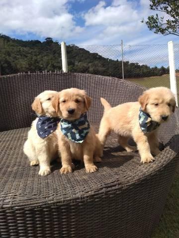 Curitiba# Filhotes de Golden Retriever - Foto 2