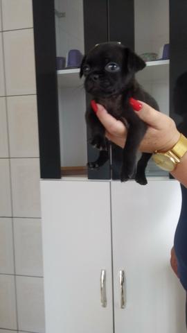 Lindos filhotes de Pug - Foto 3