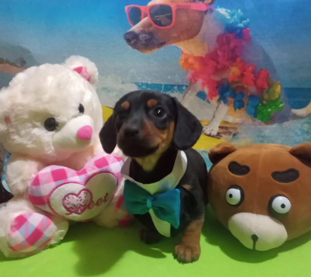 Os mais lindos Filhotes Berçário Amor de Bixo - Foto 3