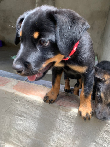 Rottweiler fêmea