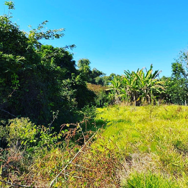 Chácara com casa em piracanjuba - Foto 4
