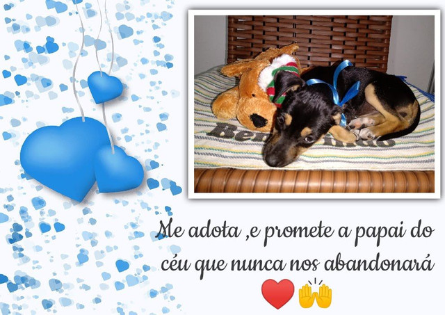 Me Adota ! - Foto 2