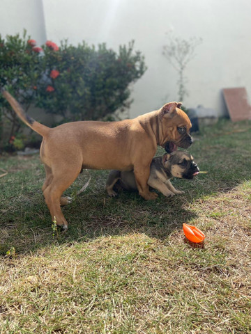 Filhotes de American Bully Pocket e Micro - Foto 6