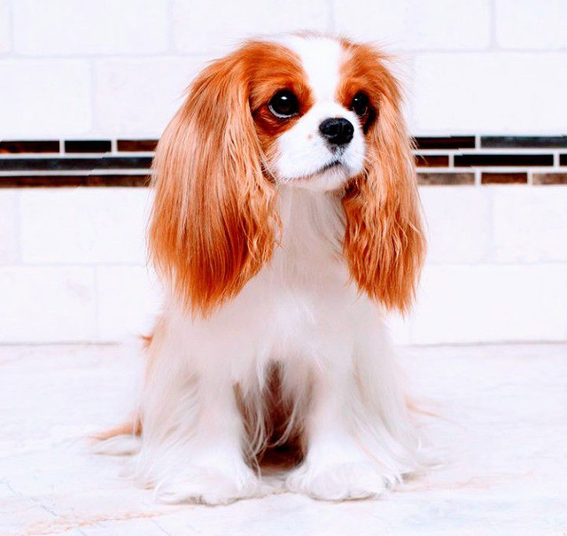 olx cavalier king charles
