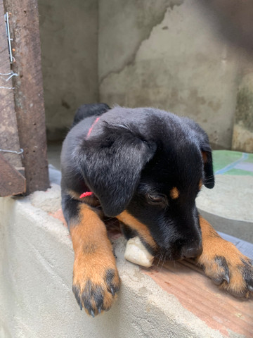 Rottweiler fêmea - Foto 3