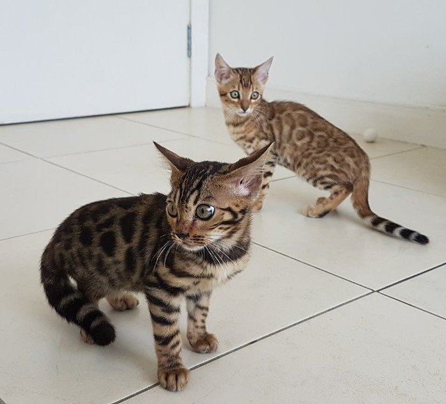 Bengal macho lindo disponível ! - Foto 4