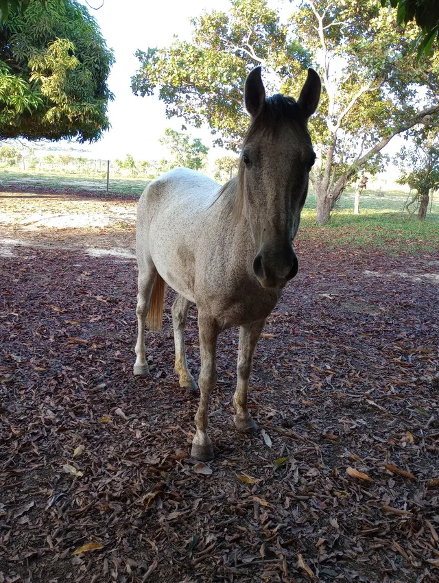 OLX on X: CAVALO 🐎 IIIIIRRAAAA 🤪 DEMAISSSS 😎 QUE ISSO MEU