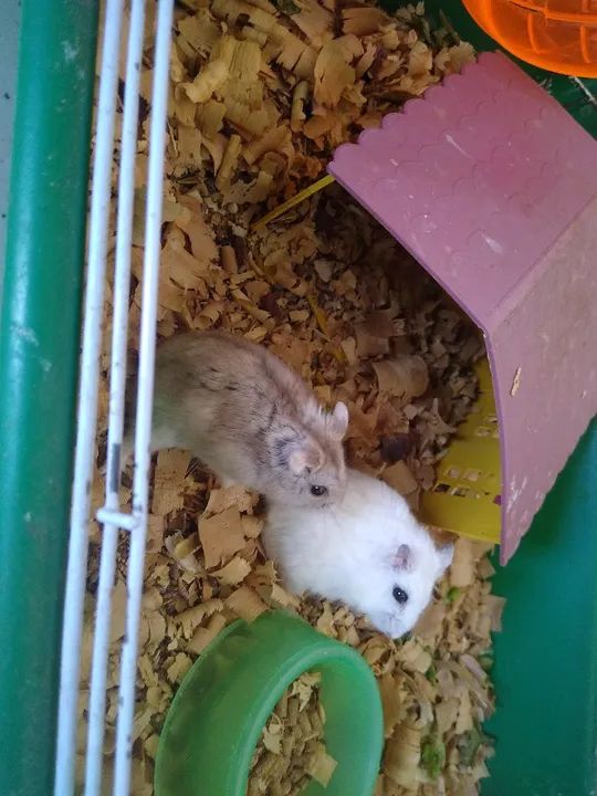 Hamsters - Foto 4