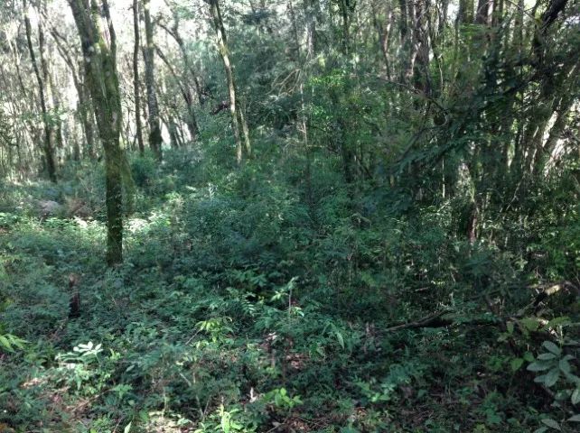 Terreno com 3.437,43m² por R$380.000,00, a 2.000m da Represa Passaúna. - Foto 9