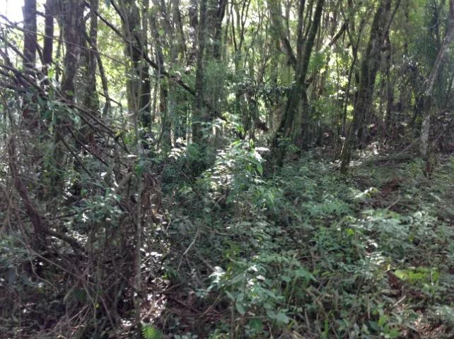 Terreno com 3.437,43m² por R$380.000,00, a 2.000m da Represa Passaúna. - Foto 5