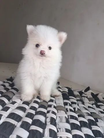 Spitz vacinados  - Foto 3