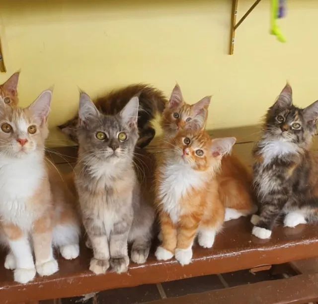 Maine Coon apronta entrega - Foto 2