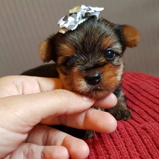 Yorkshire terrier sales mini toy olx