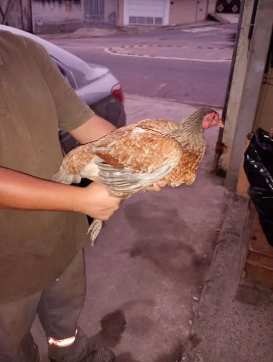Vendo frangos e frangas caipiras  - Foto 5