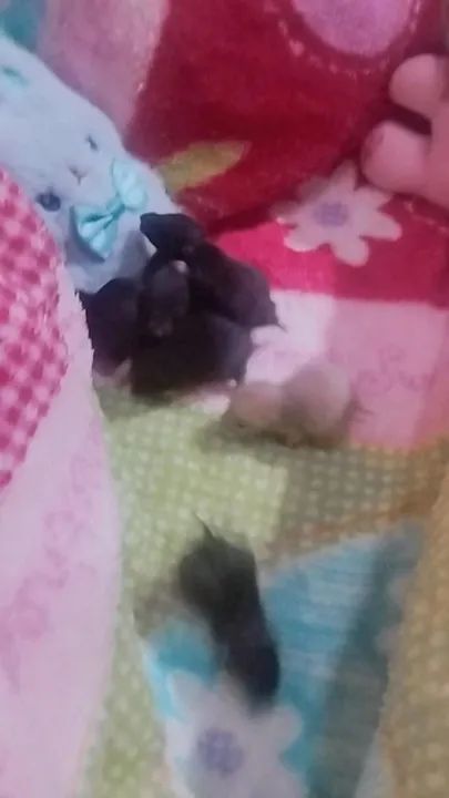 Filhotes de hamster - Lindos e Carinhosos - Foto 2