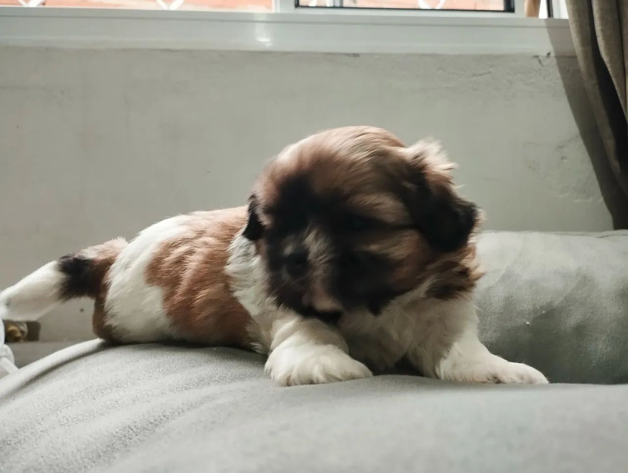 Última fêmea de Shitzu  