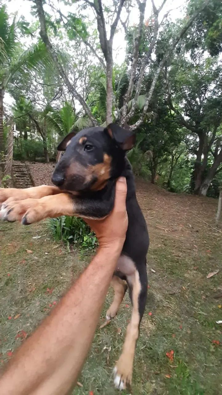 Bull Terrier inglês 